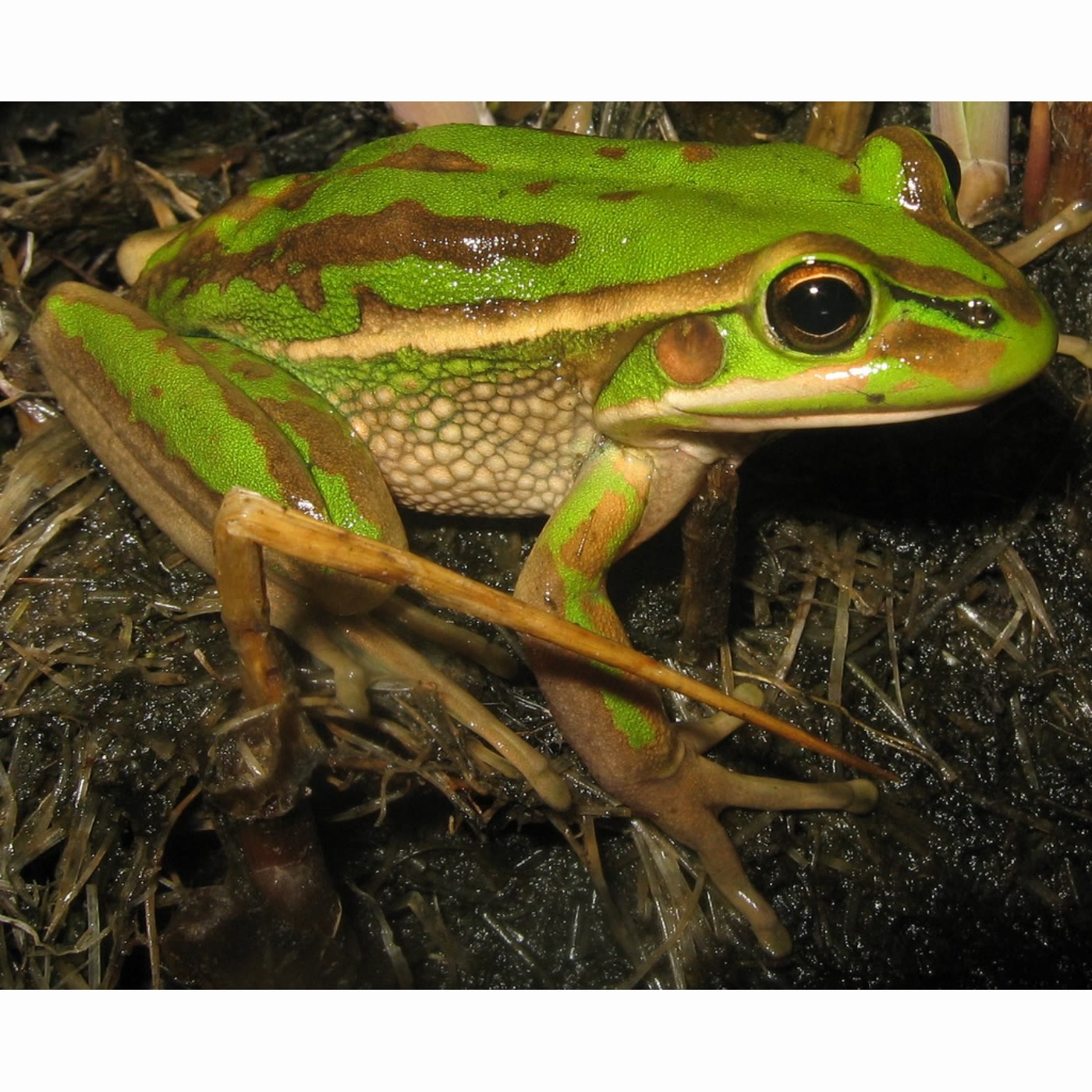 Green and golden bell frog episode artwork